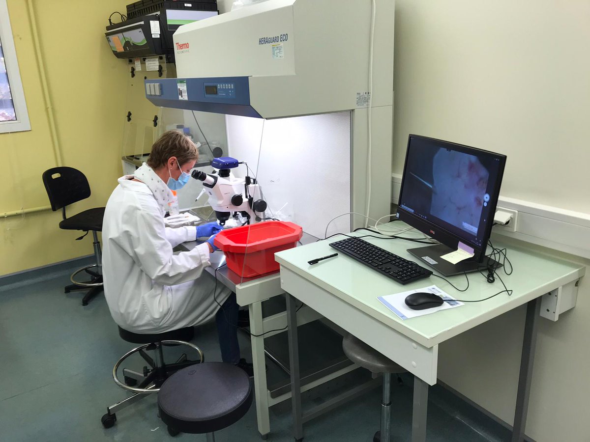 Eye_INM's tweet photo. Some of out team members enjoying social distancing and lacrimal gland dissection. Trying to advance our research before a new lockdown! @INM_Montpellier https://t.co/Wir9Qh2n2U