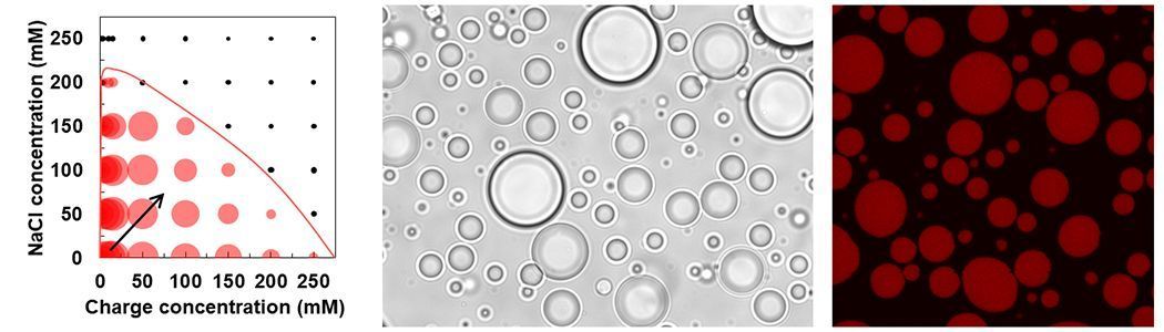 PSUScience's tweet photo. Research led by Eberly's @KeatingGroupPSU and @HadiFares of @psu_chemistry shows that models for potential precursors of cells can endure multiple dehydration-rehydration cycles — conditions that could drive reactions important for the evolution of life. https://t.co/ojXAWKg3Vh https://t.co/6IrSqCBF0y