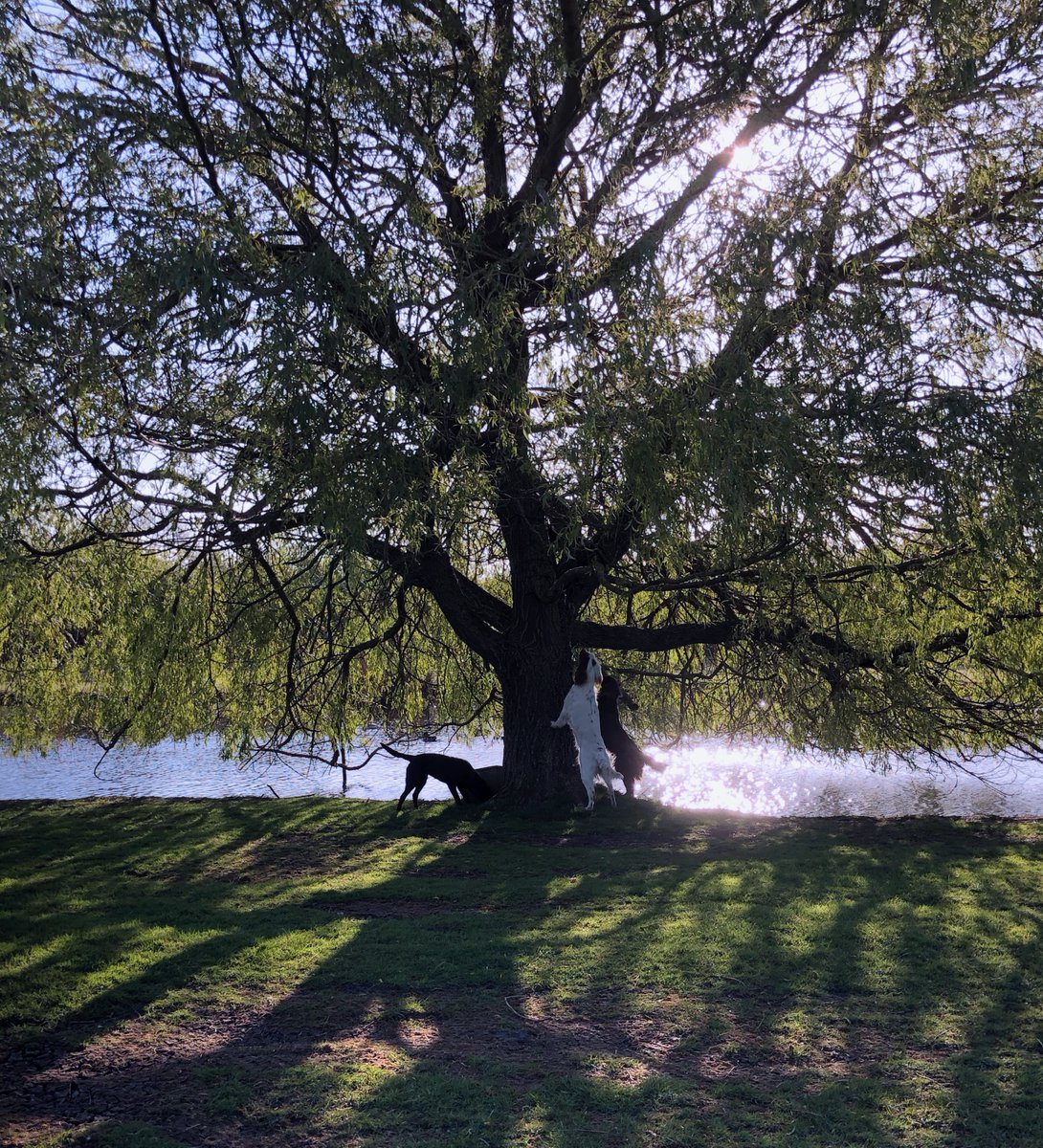 SocialAgUK's tweet photo. Looks like the pups have found something interesting lurking in this willow 👀🐶 #Dogs #WillowTree https://t.co/PrZ8TFyi3o