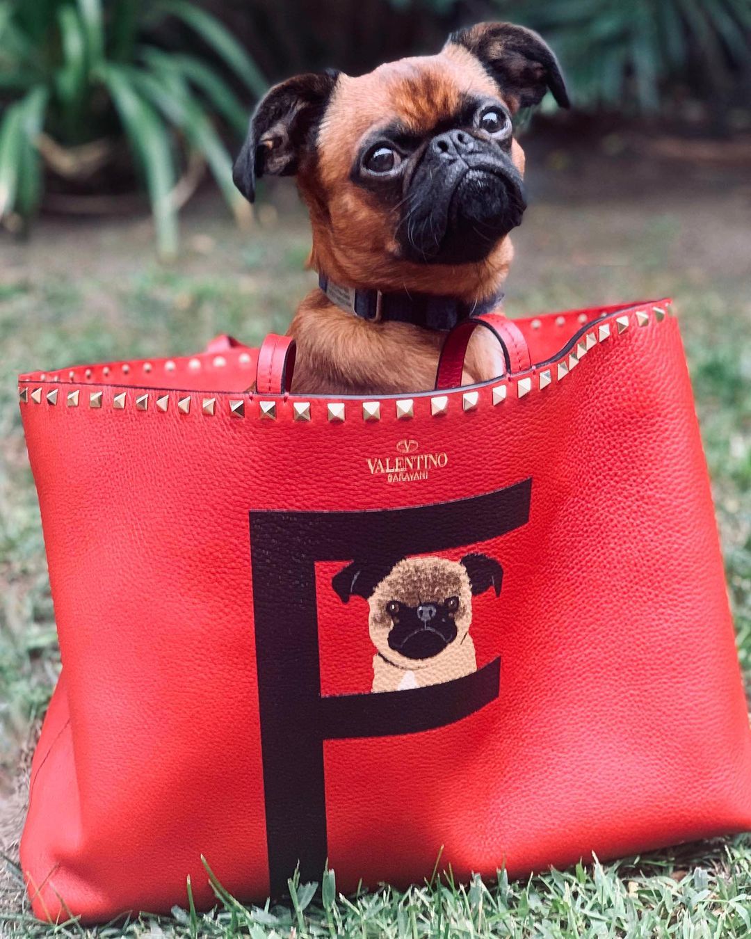 Valentino pet bag sale
