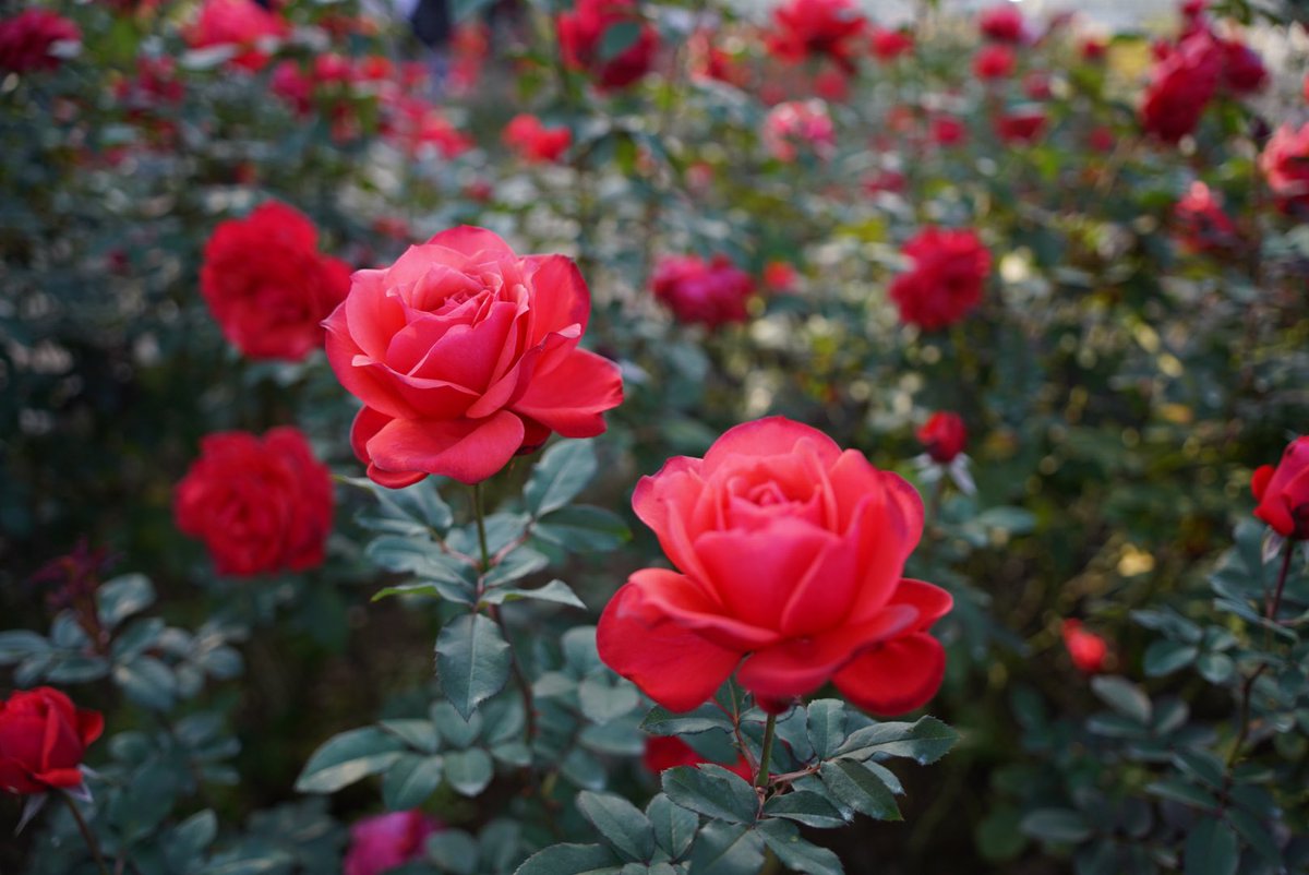 赤い薔薇の花言葉 赤い薔薇の花言葉