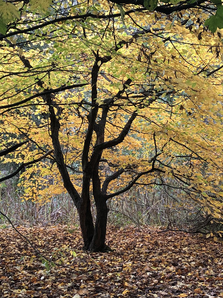 Rebecca Simkiss (@Beckysimkiss) on Twitter photo 28/10/2020 13:18:35 Such pretty colours this time of year Such pretty colours this time of year
