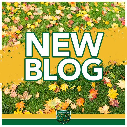 New Blog, who dis? 😂 Every year, we receive many of the same lawn care questions during the fall months. Get your FAQ's answered in one of our latest blogs: weedman.com/blog/fall-lawn… #fall #lawncare #blog