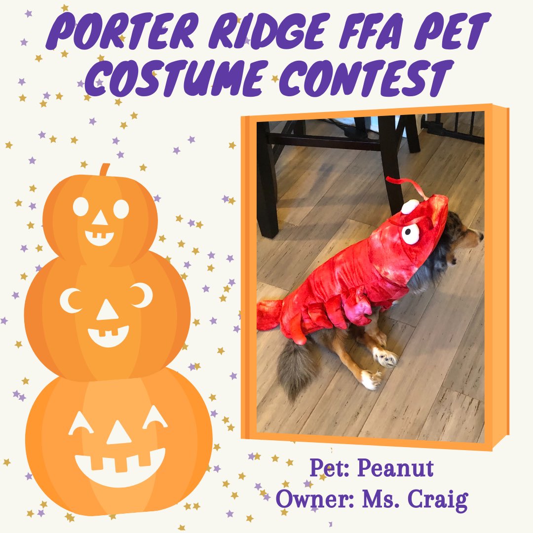PorterRidgeFFA's tweet photo. Look at some of our teacher’s fur babies in their Halloween costumes!! 🎃👻🧡 Check back tomorrow for some more cute photos!! @PorterRidgeHSNC @PRHSCareer https://t.co/8PYgg5UFCq