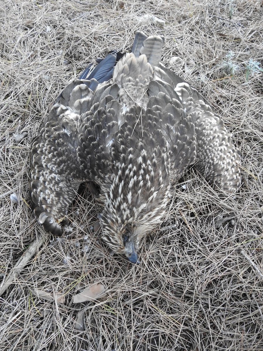 RevistaQuercus's tweet photo. En #Quercus417 (NOV 2020) revelamos el hallazgo de más de 80 rapaces muertas por veneno en Wamba (Valladolid), casi todas milanos negros. En la foto, de Iván Bernal, milano negro envenenado en este caso. Aquí un adelanto https://t.co/sBpRIEscR9 #STOPveneno #STOPWildlifePoisoning https://t.co/v7HeMJYDkK