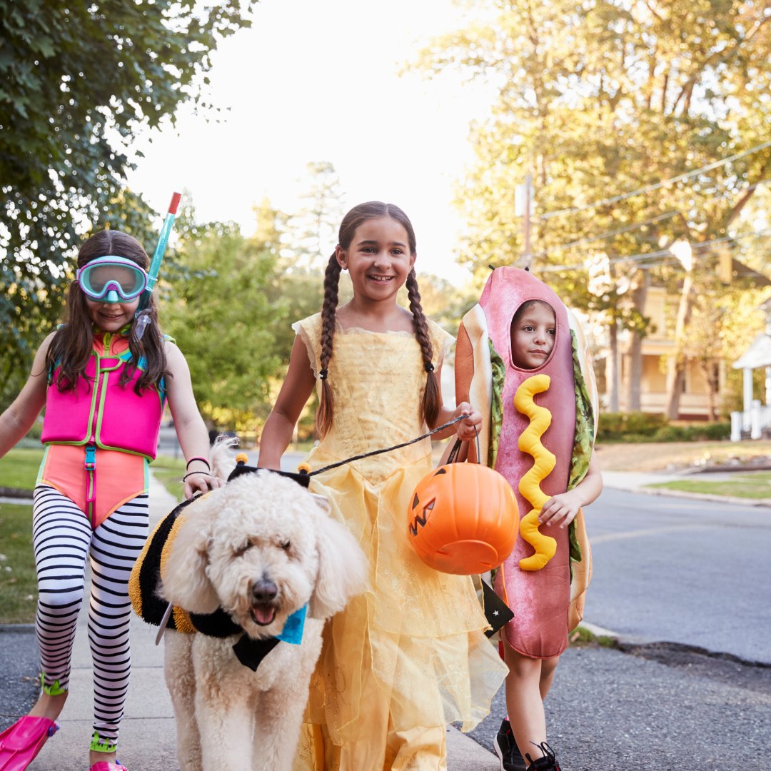 CSNCollisionUSA's tweet photo. Keep the roads safe this Halloween! https://t.co/spDmpGxLNt
#safedriving #distractionfreedriving #roadsafety #pedestriansafety #trickortreat #collisionrepair #autobodyshop #autobodyrepair #collision https://t.co/vMkQRfX9Hh