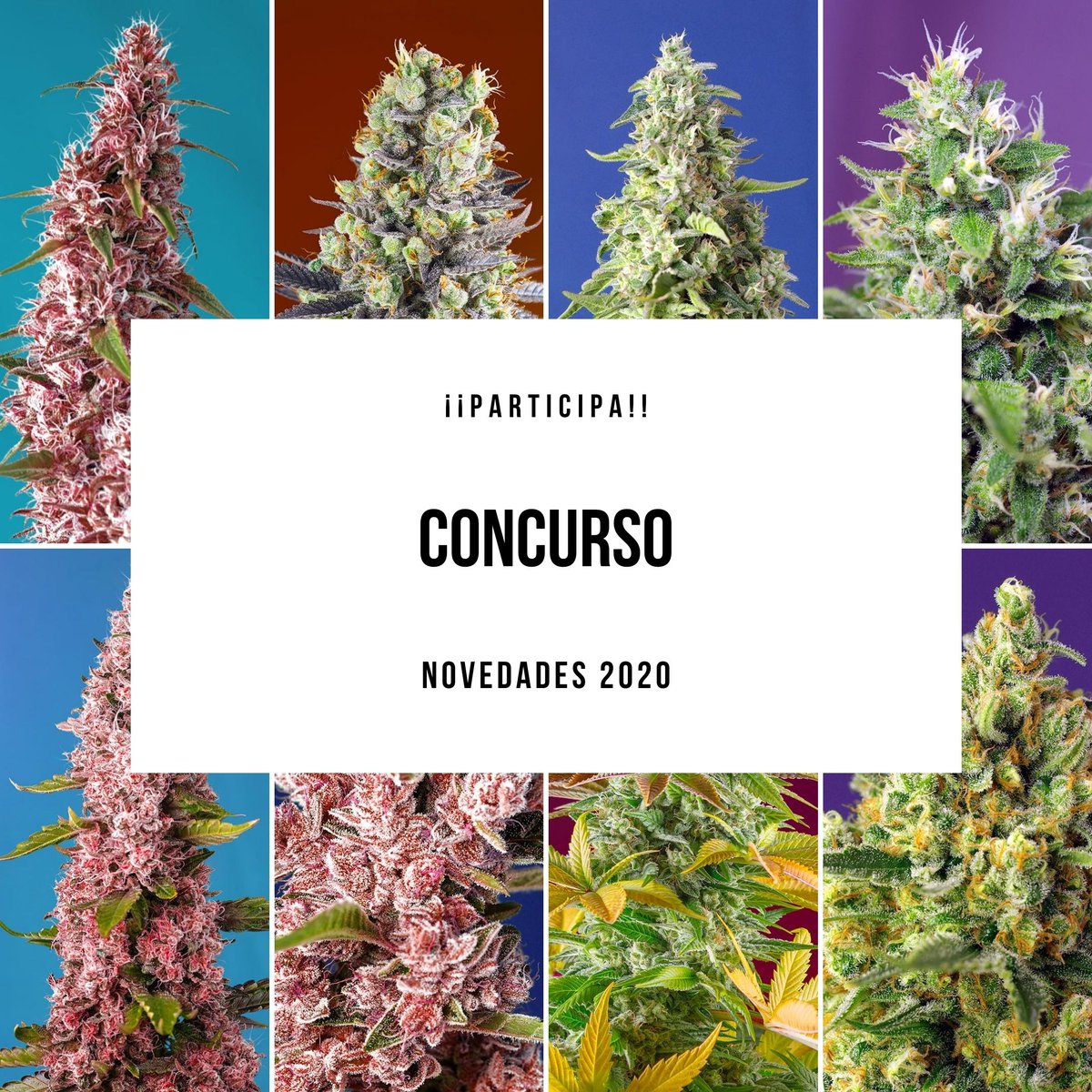 🎉 ¡¡SORTEO DE NOVEDADES 2020!! 🎉⁣
 ⁣
💥>>PARTICIPA Y CONSIGUE 1 PACK 3+1 DE SWEET SEEDS®️<< 💥⁣
 ⁣
¿Cómo puedes participar? 😜⁣
 ⁣
1️⃣ Sigue a <a href="/sweetseeds/">Support Sweet-Seeds</a>.⁣
2️⃣ Dale like a esta publicación.⁣
3️⃣ Comenta tu variedad favorita y etiqueta a 2 personas.⁣
⁣
¡VUELA!