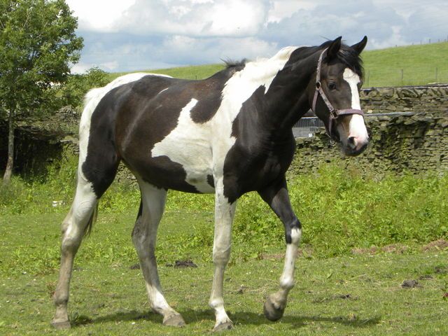 Back in 1868 Charles Darwin published "The Variation of Animals and Plants Under Domestication". Among selectively introduced traits he also noticed a peculiar rare in wild that seemed common across different domesticated species for no apparent reason – piebaldism, white spots.