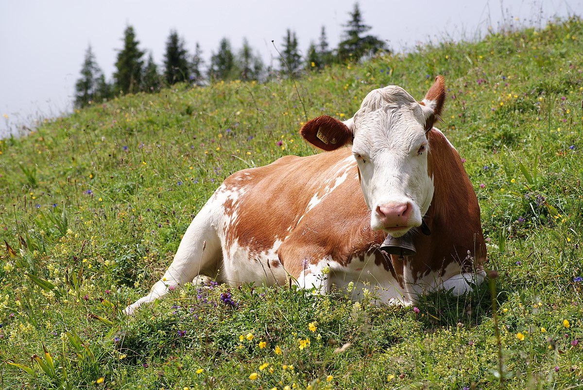 Back in 1868 Charles Darwin published "The Variation of Animals and Plants Under Domestication". Among selectively introduced traits he also noticed a peculiar rare in wild that seemed common across different domesticated species for no apparent reason – piebaldism, white spots.