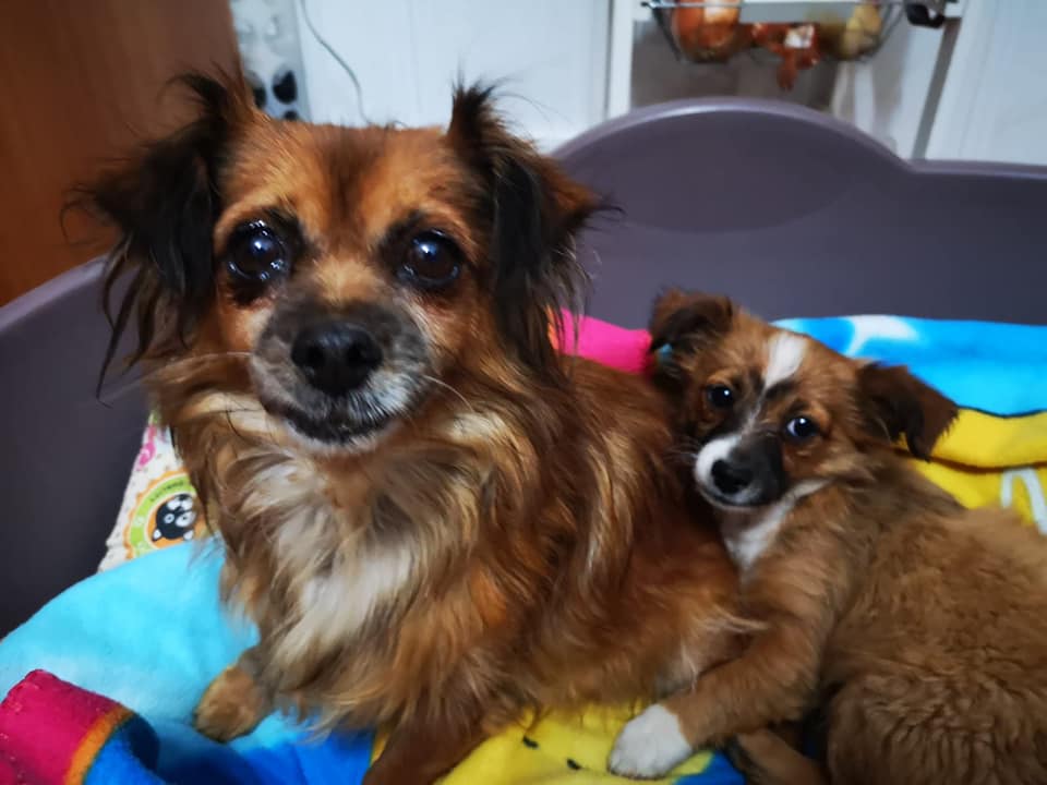 SosAbuelos1's tweet photo. ASÍ, CON DOS "KINDERS" 😏 YA NI SE MOLESTAN EN BUSCAR EXCUSAS...

BAZA, GRANADA
Mamá con 6 añitos e hijo, cachorrito. Buscan hogar juntitos.
Los dán porque no los quieren...

629879220 https://t.co/YbqPu7FNdp