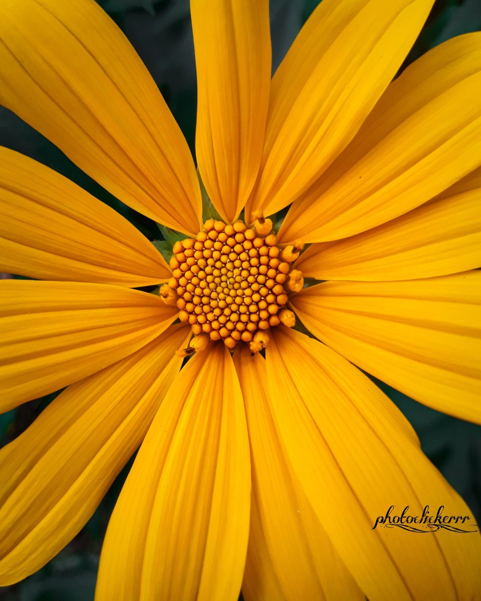 RiyaRoy37161488's tweet photo. Quite simple macro shot😃📸... 

Captured by Mobile @redmiindia 
#photography📷 #photography_lovers #photo_hub__ #flower_bud #flower_macro #colorful #click_ #click__n__post #flower_special_ #flower_yellow #yellow_yellow💛 #yellow_flower #lovers_photo #simple_macro #flower_magic https://t.co/wB0sNEoElR
