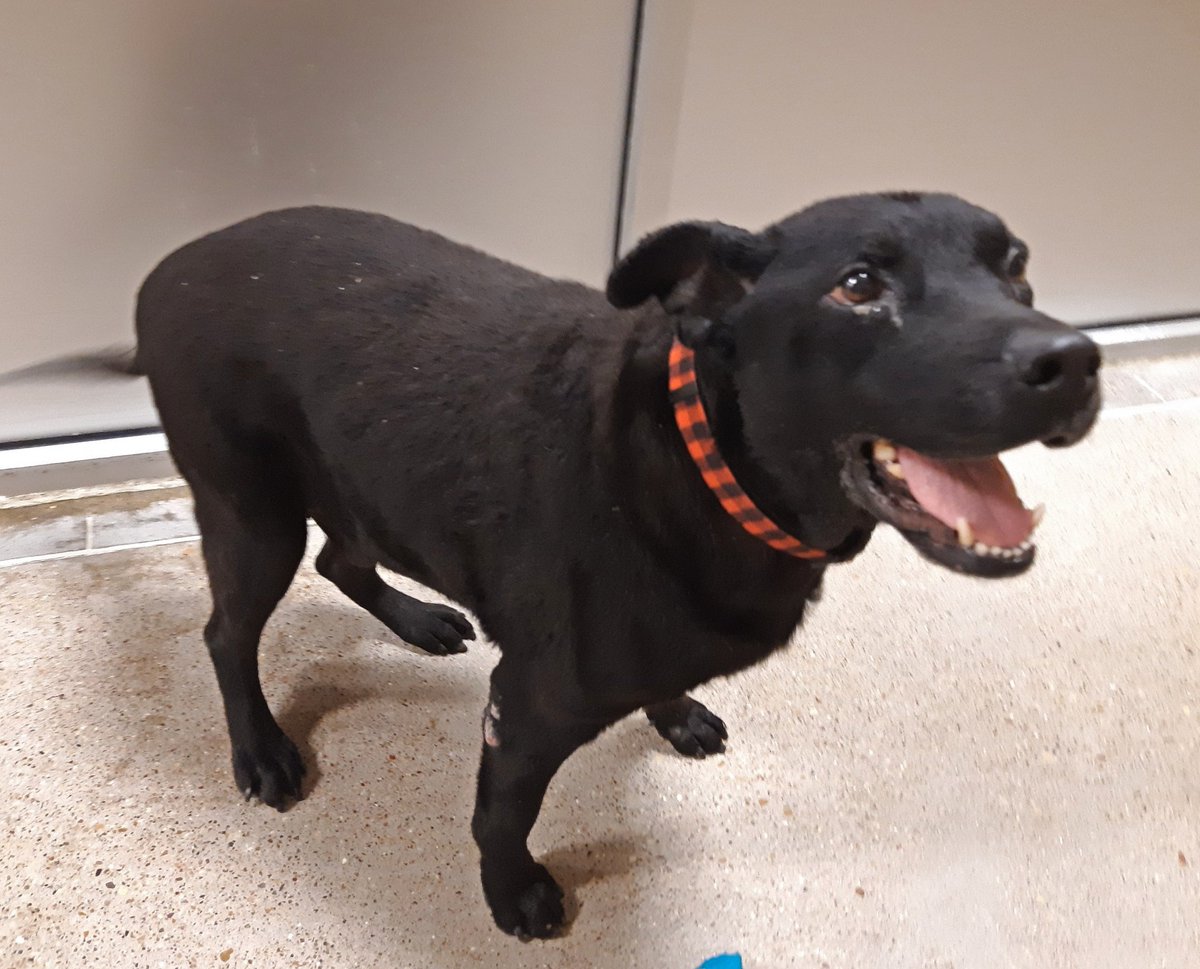 fwacc petsmart alliance adoption center