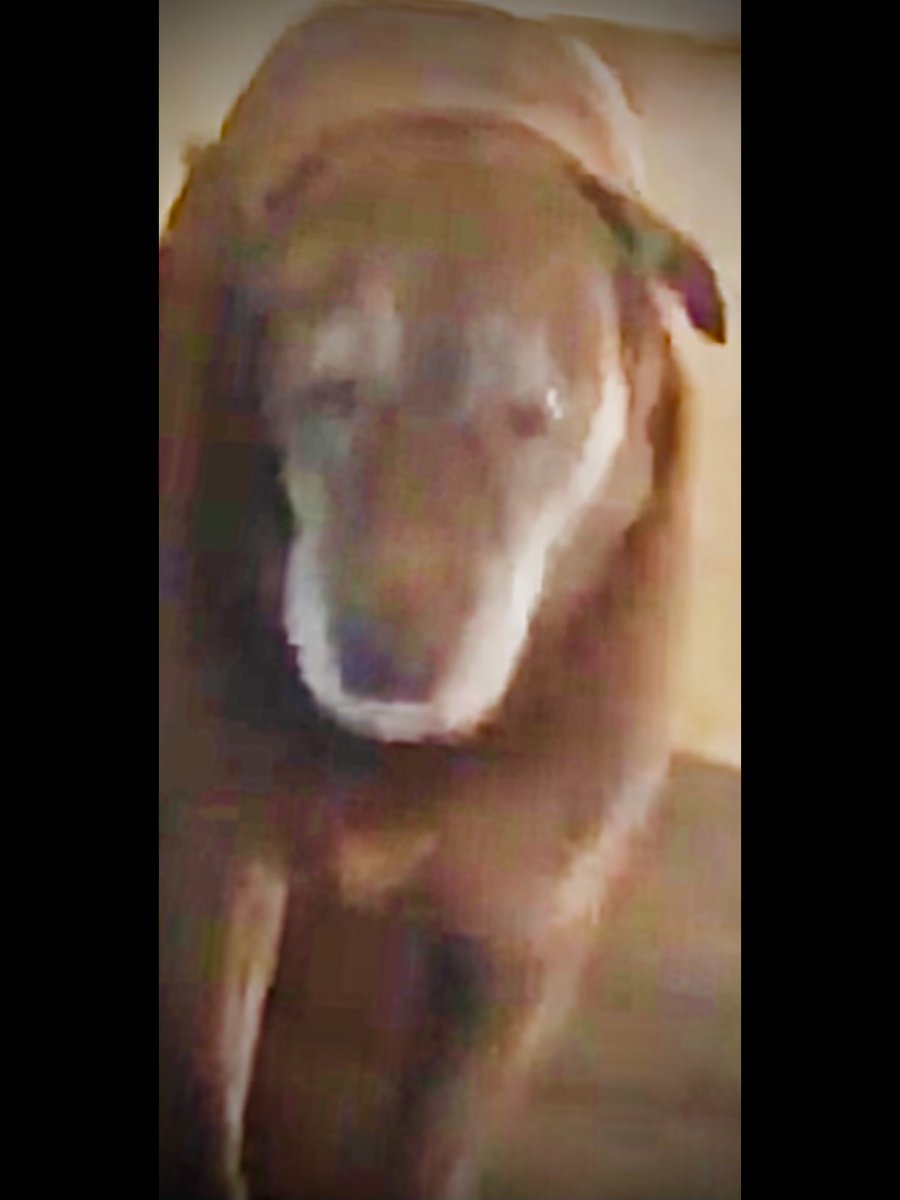 R.I.P. Kenya 🐶💔