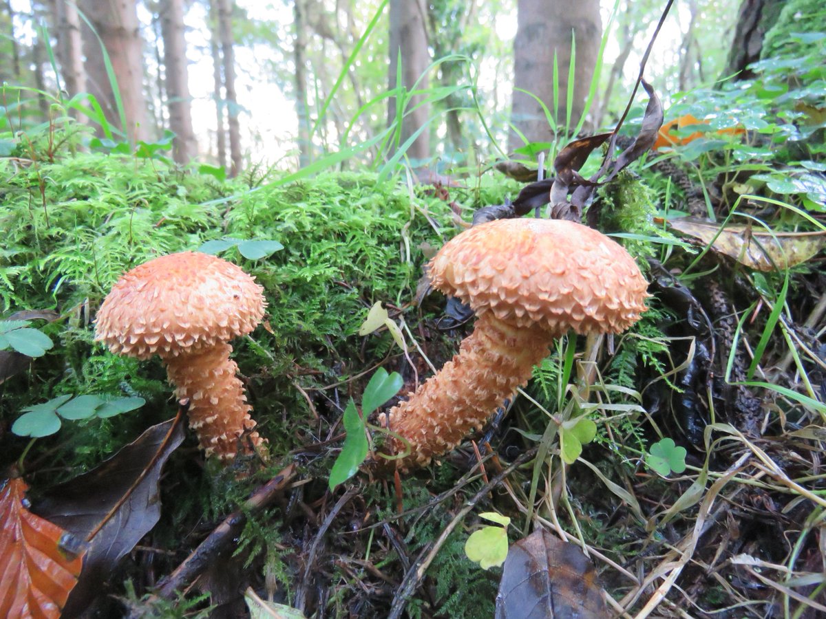 Shaggy scalycap #fungi? Local woods.