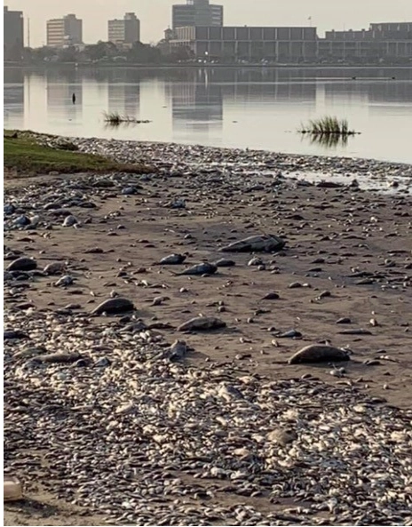 4th September 2020 - Mass die off of fish in Lake Charles, Louisiana, America. https://www.brproud.com/news/fish-kill-takes-over-in-lake-charles-after-hurricane-laura/