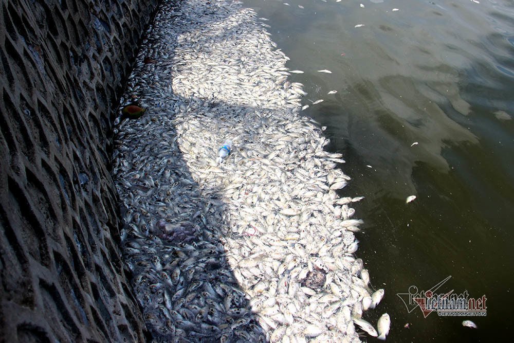 8th September 2020 - Mass die off of fish in a lake in Quang Ninh, Vietnam. https://vietnamnet.vn/vn/thoi-su/tin-anh/ca-chet-trang-ho-dieu-hoa-boc-mui-hoi-thoi-khung-khiep-672374.html