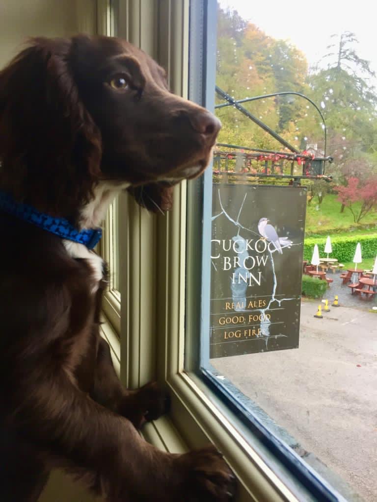 Looking out into the rain from one of our bedrooms at Cuckoo Brow Inn 🐶

All of our rooms are dog friendly, and so is our bar restaurant so make sure to bring your dogs with you for a stay or bite to eat.

#dogfriendly #dogswelcome #dogsoftwitter #Cumbria #LakeDistrict