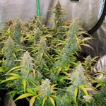 Image for the Tweet beginning: “Posted byu/JJMP77
#cannabisgrowop #cannabis #canakush
UK Cheese