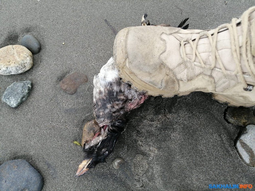 16th September 2020 - Die off of sea birds found along the coast of Aniva Bay, Russia.  https://sakhalin.info/news/195549 