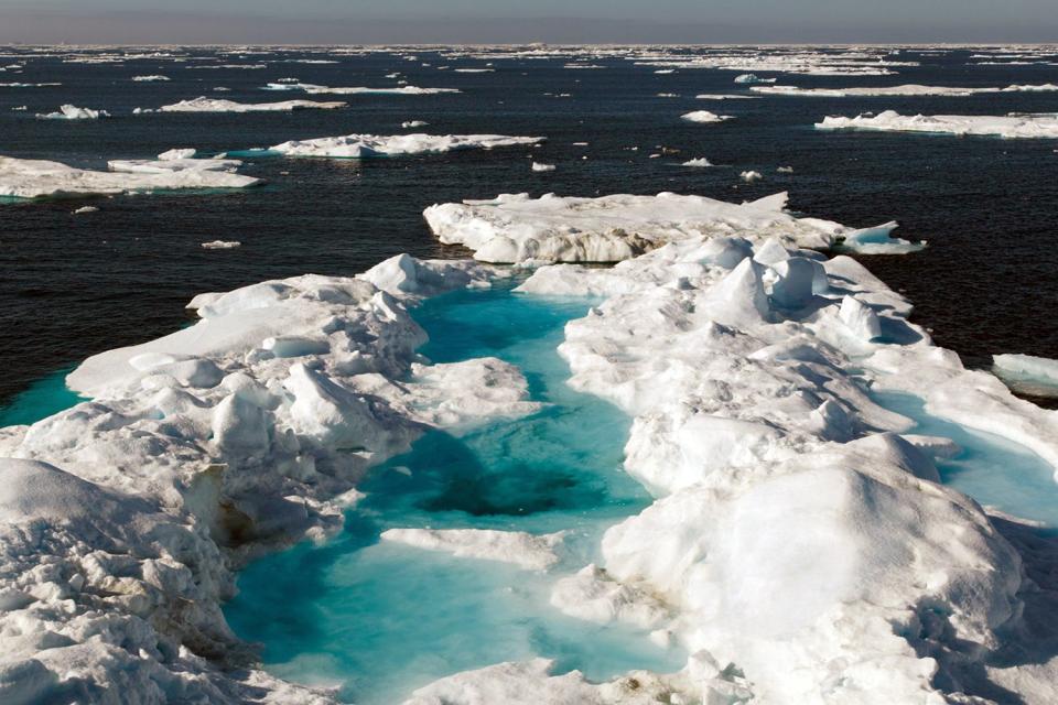 OilTerra's tweet photo. This is the type of environment where Atlantic harp seals live. This is the type of seal used in the manufacture of Terra Nova Omega-3 Seal Oil. Specifically they live in arctic region around Newfoundland and the St. Lawrence River. They migrate further North in the summer. https://t.co/TYn93dISZI