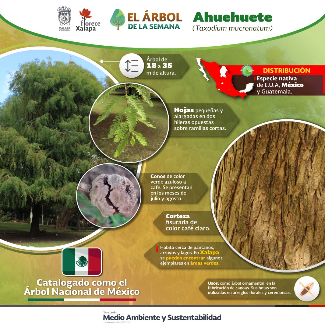 DMAS_Xalapa's tweet photo. El #Ahuehuete es #ÁrbolDeLaSemana🌳 | Este hermoso ejemplar es catalogado como el árbol nacional de #México 🇲🇽, llega a medir hasta 35 m y su corteza es fisurada con un precioso color café claro.
En #Xalapa podemos encontrar algunos ejemplares en áreas verdes.
#DMAS
#DByCC https://t.co/MmWmqpbTta