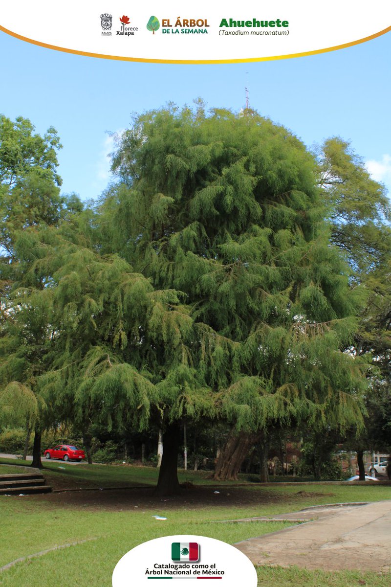 DMAS_Xalapa's tweet photo. El #Ahuehuete es #ÁrbolDeLaSemana🌳 | Este hermoso ejemplar es catalogado como el árbol nacional de #México 🇲🇽, llega a medir hasta 35 m y su corteza es fisurada con un precioso color café claro.
En #Xalapa podemos encontrar algunos ejemplares en áreas verdes.
#DMAS
#DByCC https://t.co/MmWmqpbTta