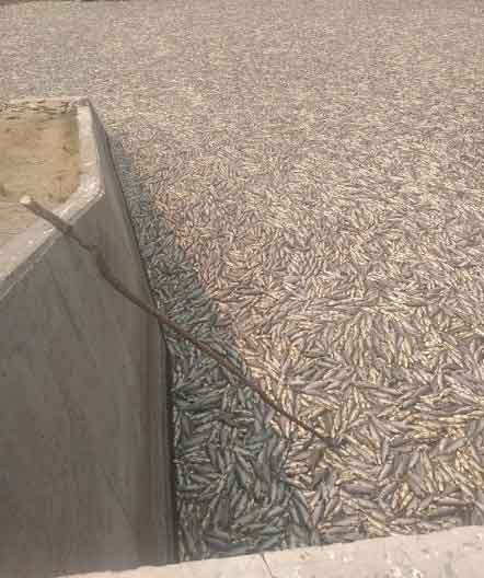 16th September 2020 - Hundreds of thousands of dead fish appear in the La Estrella wetland, Argentina.  https://www.gente.com.ar/actualidad/sociedad/cientos-de-miles-de-peces-muertos-en-formosa-las-causas-de-una-catastrofe-ecologica-natural/