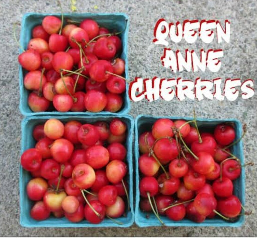 FoodFacts18's tweet photo. @UberFacts Queen Anne cherry is one of cherry variety with sweet taster and light colored like common cherries. It has very similar looks and taste like Rainier cherry and commercially grown in #Michigan 
Other names: Royal Ann, Royal Anne and Napoleon Bigarreau. https://t.co/2HntSvnvUh