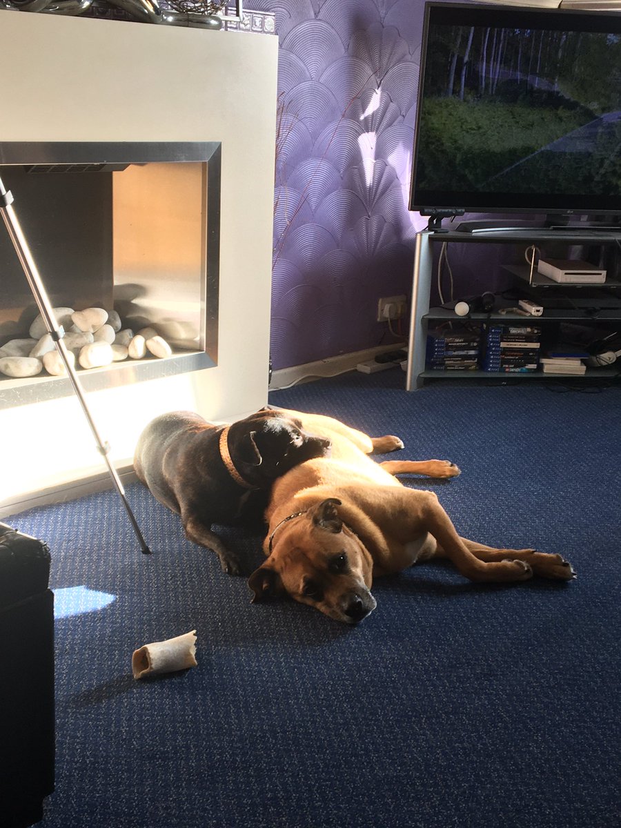 AbsoluteBlissB's tweet photo. Me dogs having a love in lol https://t.co/XBnVuhuFwC