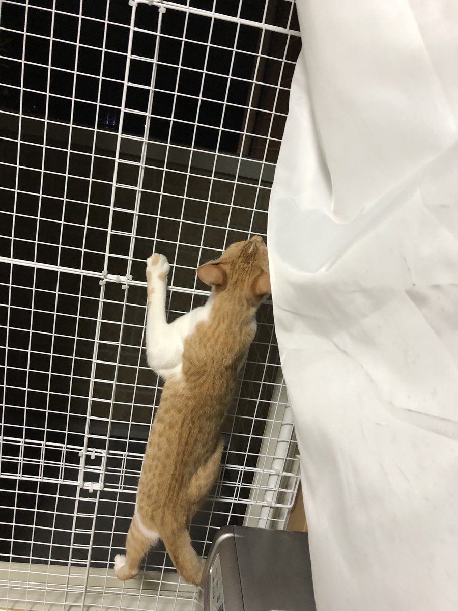 regurusu331's tweet photo. アクティブにゃんこぉ！！！

(作っておいてよかった…網戸死ぬで…)

#猫好きさんと繋がりたい 
#猫 
#猫のいる暮らし https://t.co/5OQsXBxoKZ