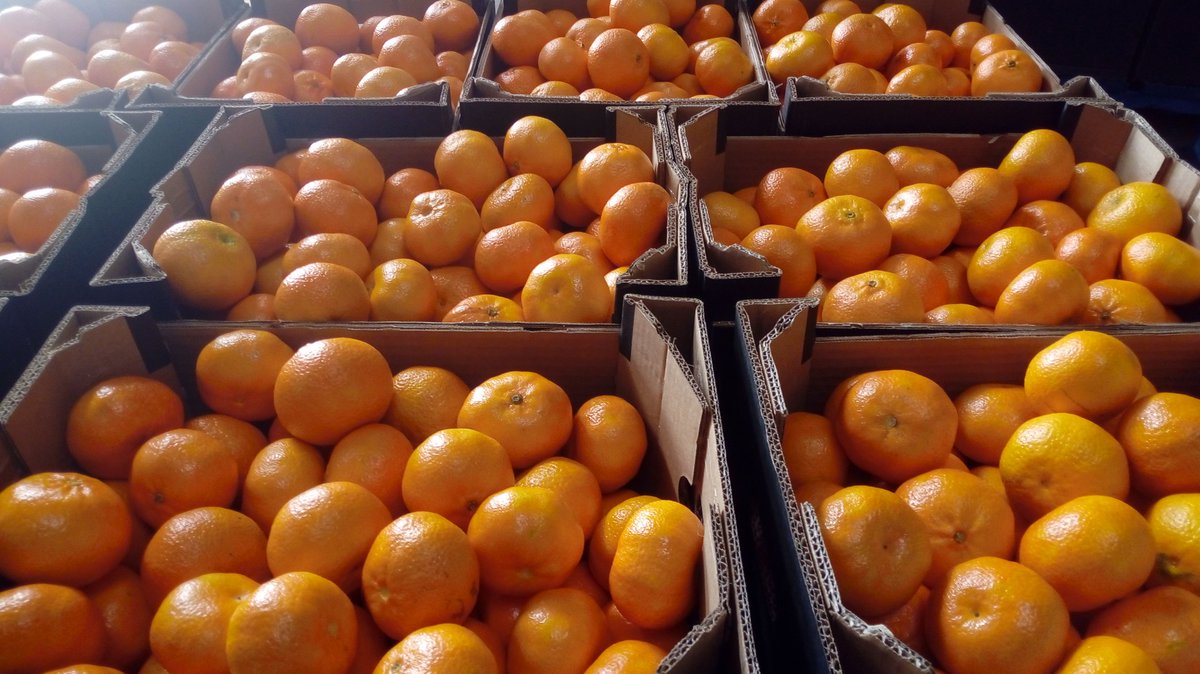 Time for a #clementine! Eat #vitamins from the sunny #Moncofa, because #winteriscoming! <a href="/AMoncofa/">Ajuntament Moncofa</a>