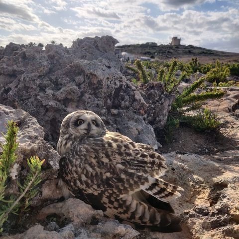 BirdLife_Malta's tweet photo. Join us tomorrow in Valletta for the #sitdownprotest being organised by the #SpazjiMiftuħa coalition of 60+ NGOs to voice your objection to this scandalous deal. We're meeting at 10am in front of the Office of the PM at Castille Square. See you there! https://t.co/CsTIciBTRP 2/2 https://t.co/2J2r9rEZ9G