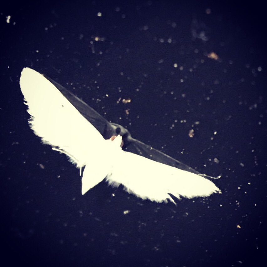 sawcoffeezone's tweet photo. 🕊🕊🕊🕊🕊#เห็นเงาไนตาฉันมั๊ย
#ผีเสื้อสีขาวตัวน้อย🦋 https://t.co/xIcKr0R0Uu