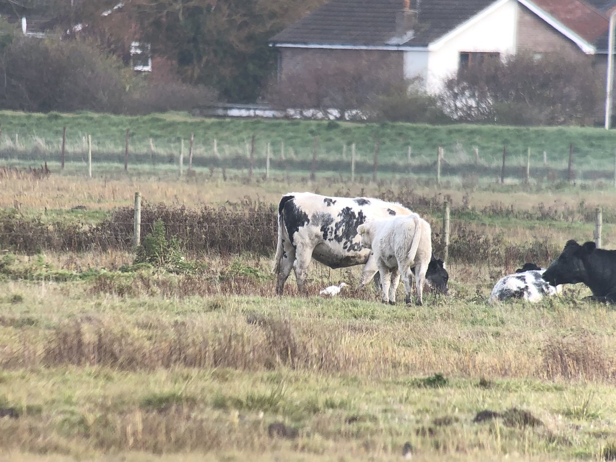 daveliverbirder's tweet photo. An enjoyable visit to Marshside with the kids. 5+ Cattle Egret, ringtail Hen Harrier, Marsh Harrier, Merlin, Woodcock which nearly took our heads off, plus stacks of close Geese, Ducks and Waders. Slight bit of #patchenvy to be honest, really enjoyable #birding https://t.co/47HpTtuLmW