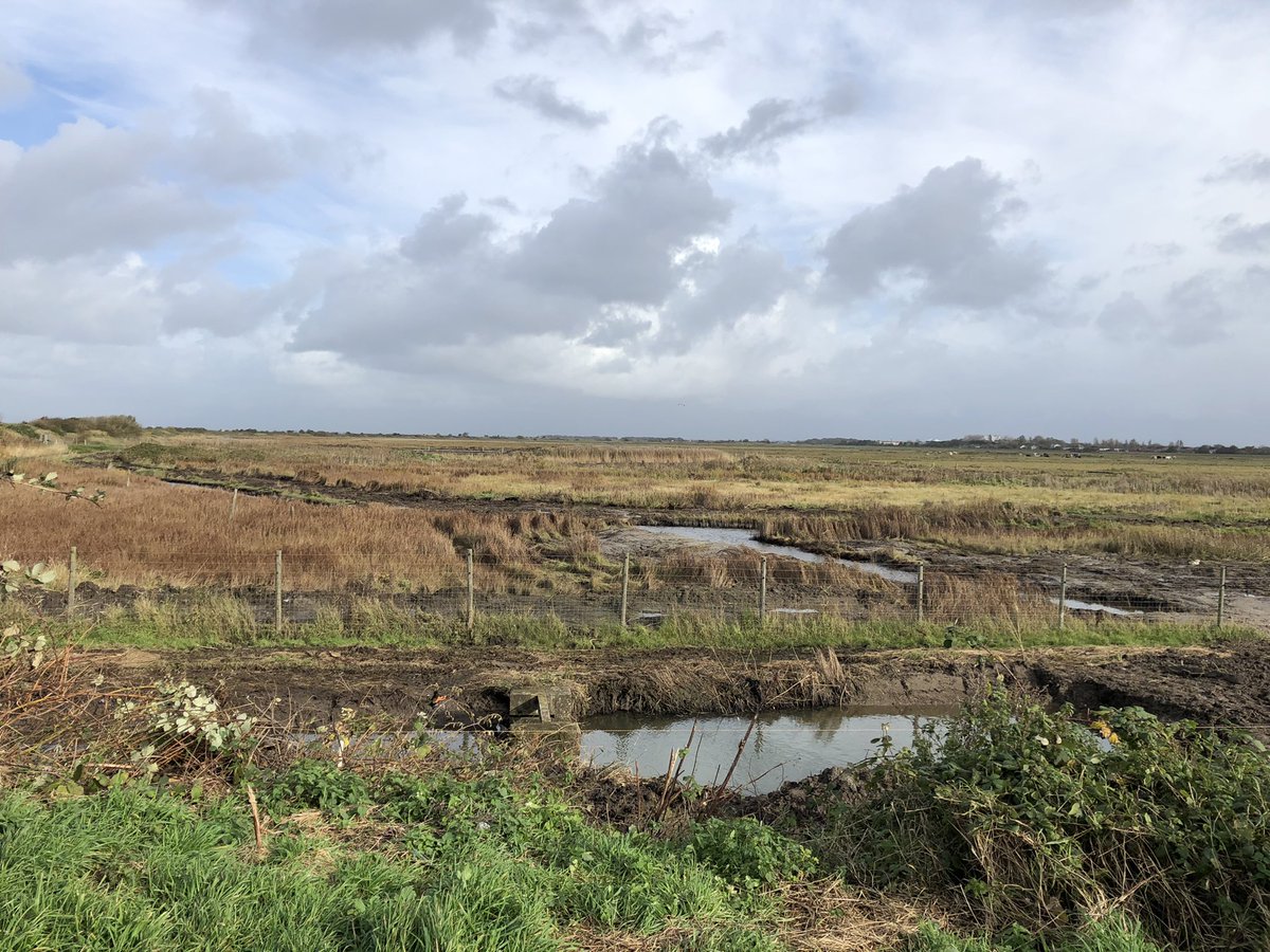 daveliverbirder's tweet photo. An enjoyable visit to Marshside with the kids. 5+ Cattle Egret, ringtail Hen Harrier, Marsh Harrier, Merlin, Woodcock which nearly took our heads off, plus stacks of close Geese, Ducks and Waders. Slight bit of #patchenvy to be honest, really enjoyable #birding https://t.co/47HpTtuLmW