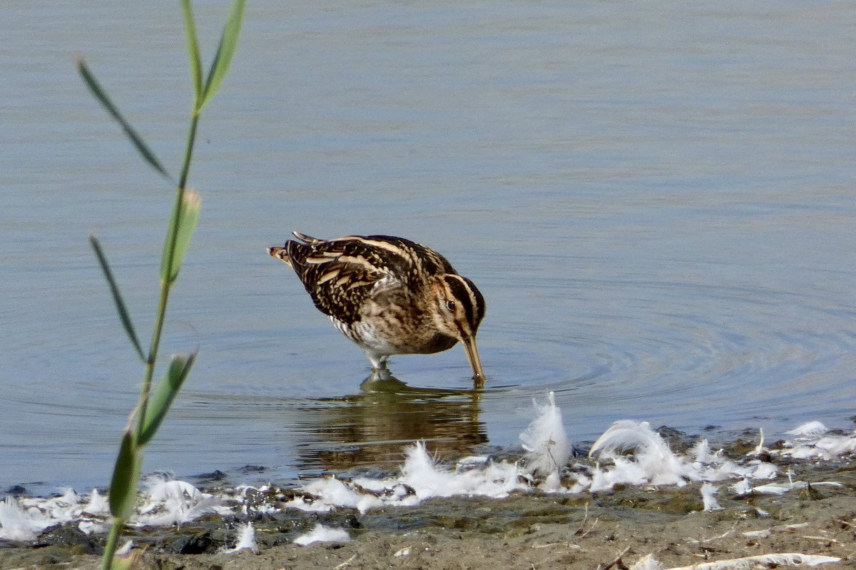 .<a href="/RSPBMinsmere/">RSPB Minsmere 🌍</a> &amp; <a href="/suffolkwildlife/">SuffolkWildlifeTrust</a> stand up for nature in Suffolk - why plans for Sizewell C are disastrous for environment. <a href="/BorisJohnson/">Boris Johnson</a> "The Suffolk coast is one of the most important areas in the whole country for nature" #SayNo2SizewellC
youtu.be/PMaloGyojBA via <a href="/YouTube/">YouTube</a>