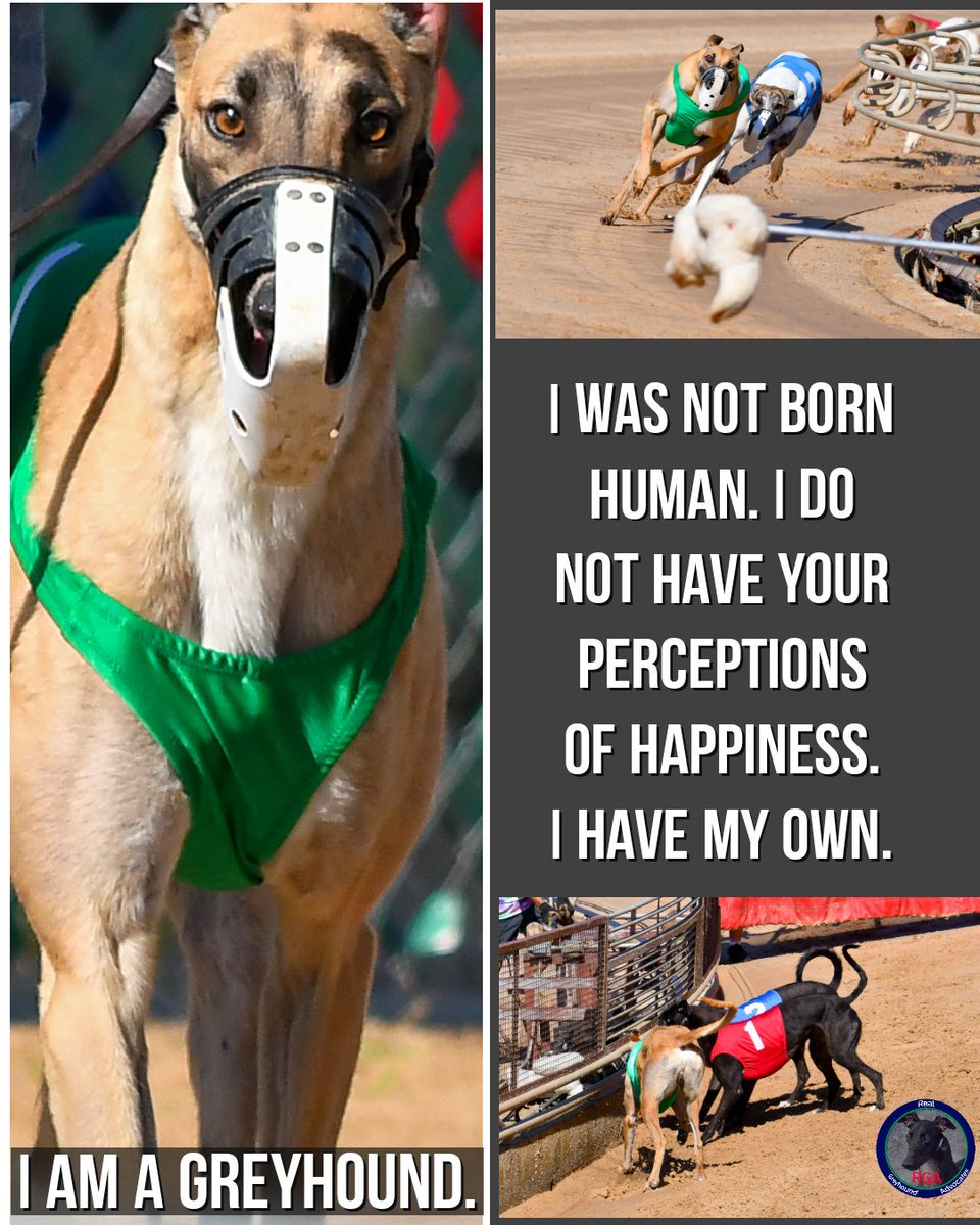 RealGreyhound's tweet image. Q:What makes a young, energetic greyhound happy? 
A:Greyhounds love to run. Extremist leaders admit it. The question remains: where should runners most safely run? On smooth manicured surfaces or unlevel ground w/ holes, tree roots, limbs, rocks &amp;amp; other dangerous ground clutter?