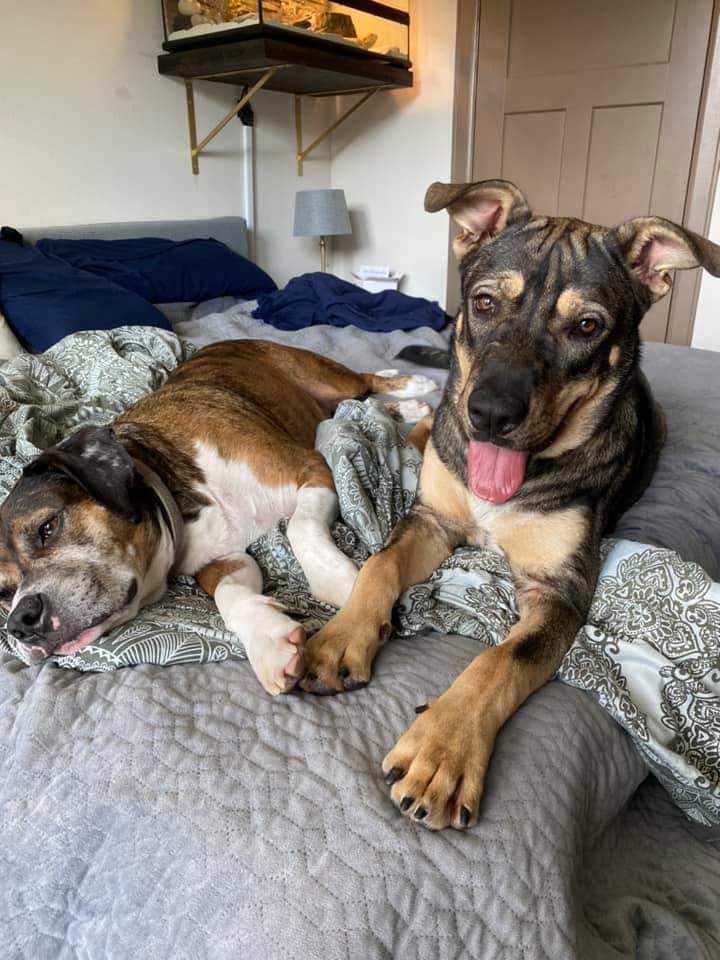 PawRanch's tweet image. The guy on the right was found at a gas station. Now he is living his best life! Live you Buddy!