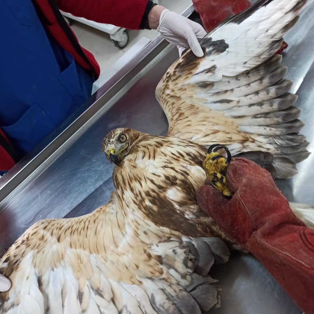 Kars Merkez Halitpaşa Mahallesinde duyarlı bir vatandaş tarafından güçten düşmüş halde bulunan Kızıl şahinin Kafkas Yaban Hayvanı Kurtarma ve Rehabilitasyon Merkezimize getirilmiş ve burada tedavisine başlanmıştır. Tedavi sürecinin ardından tekrar doğal ortamına bırakılacaktır