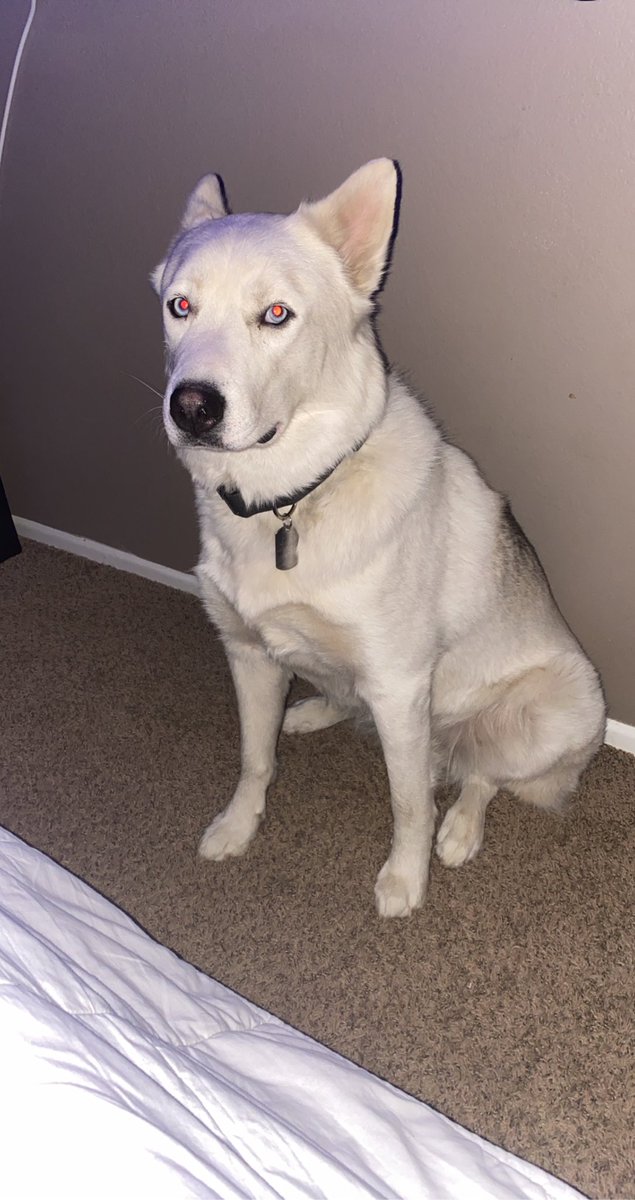 big_daaaddy's tweet photo. My big baby Thor
#Husky https://t.co/ncZaruw4FR