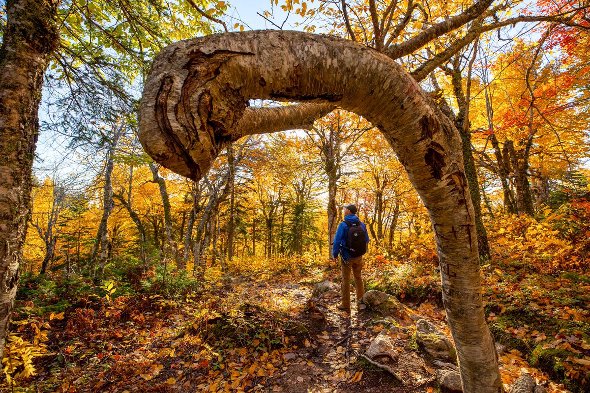 AdamHillPhoto's tweet photo. The photographic possibilities of #Franey mountain don’t stop at the top! The whole hike is gorgeous! #fallforcapebreton #visitcapebreton https://t.co/bIuduzzVtX