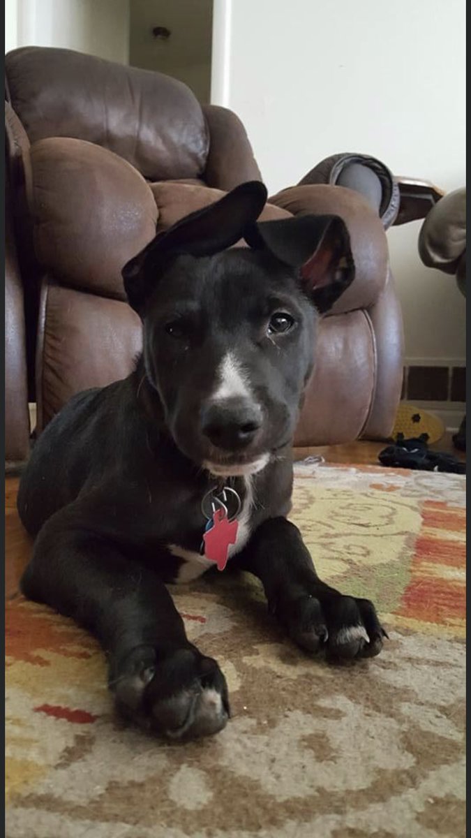 ZachMartinTV's tweet photo. I just want everyone to know, your dog might’ve been cute when they were a puppy, but mine was the cutest #ThemEars https://t.co/rxIKdThwRn