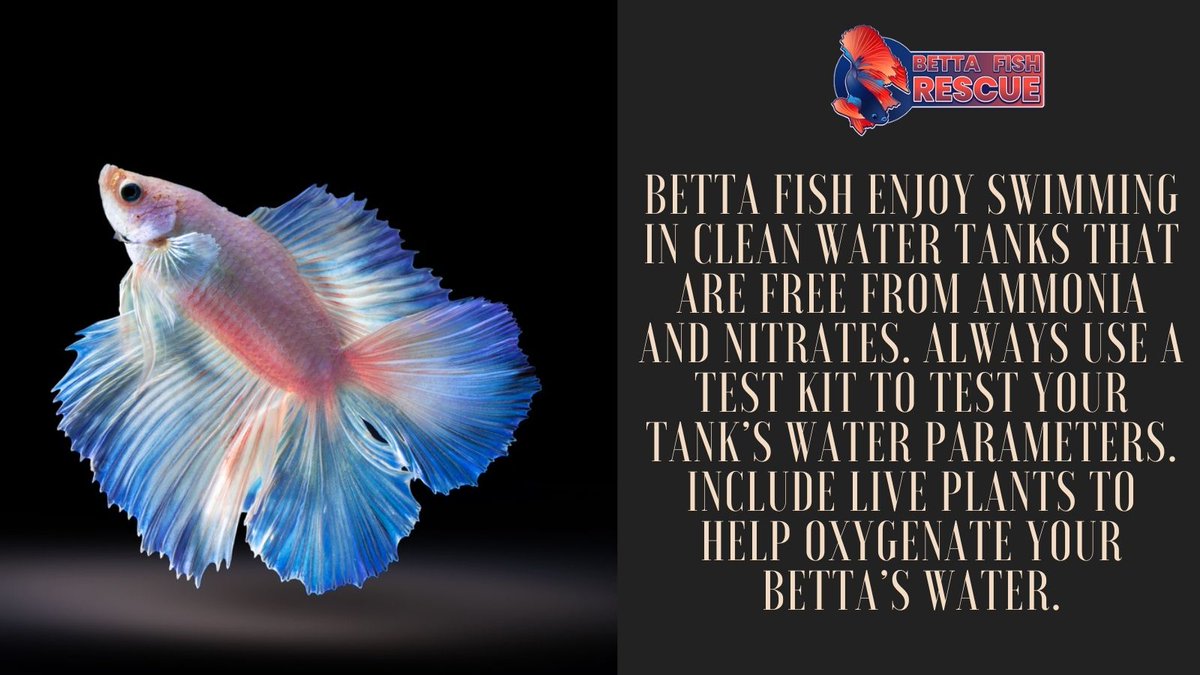 bettafrescue's tweet photo. How do you maintain your water parameters? How do you handle nitrite, nitrate, or ammonia spikes?  Do you use a test kit on a regular basis to check your water parameters? What if you notice a spike? 

At BFR, we test our water parameters on a regular basis. #bettafishresue https://t.co/fiwR908ktN