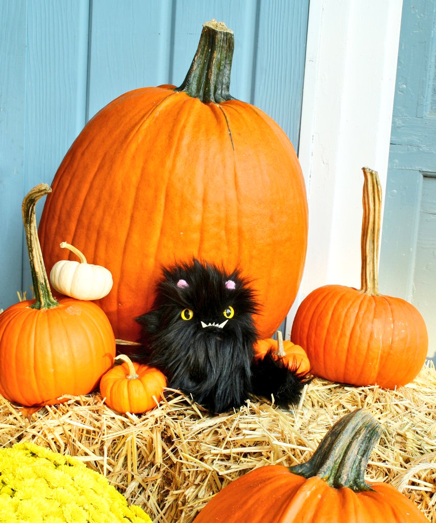 SpiderbiteShop's tweet image. What's more Halloweeny than a black cat and pumpkins? Nothing! The Cat available now in my Etsy shop!

etsy.com/listing/813430…

#halloween #pumpkin #handmade #etsy #cat #blackcat #plush #stuffedtoy #stuffedanimal #kitty #🎃 #🐈