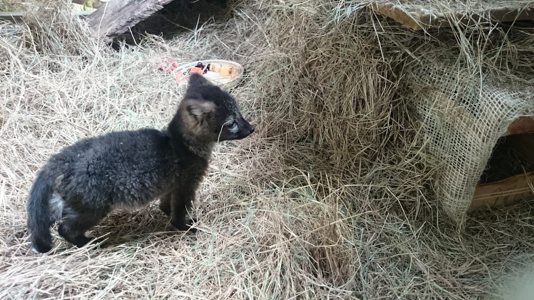 AnimalesBOG's tweet photo. En nuestro #CentroDeFaunaSilvestre recibimos una hembra zorro🦊 cangrejero, que fue entregada voluntariamente en la Localidad de Santa Fe al #GupaeMebog y @Ambientebogota procedente de Zetaquira (Boyacá).
Junto a @SomosUDCA realizamos examen clínico. https://t.co/4UNB1QBBKq