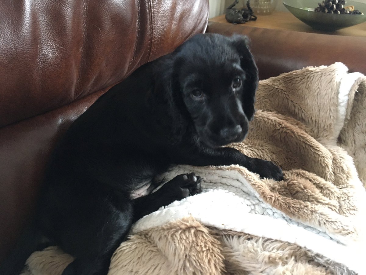 Diablo_Siamese's tweet photo. This if deffo NOT his #FurryBlanket #HowVeryDareHe #DaygenWorkingCockerSpaniel #TeamDiablo @jolenehunter @moanline #CatsOfTwitter #catsofinstagram https://t.co/q6eBlAiRhd