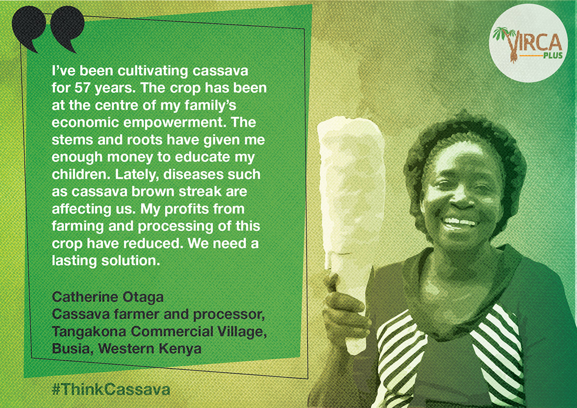 VIRCA Plus Cassava tweet media