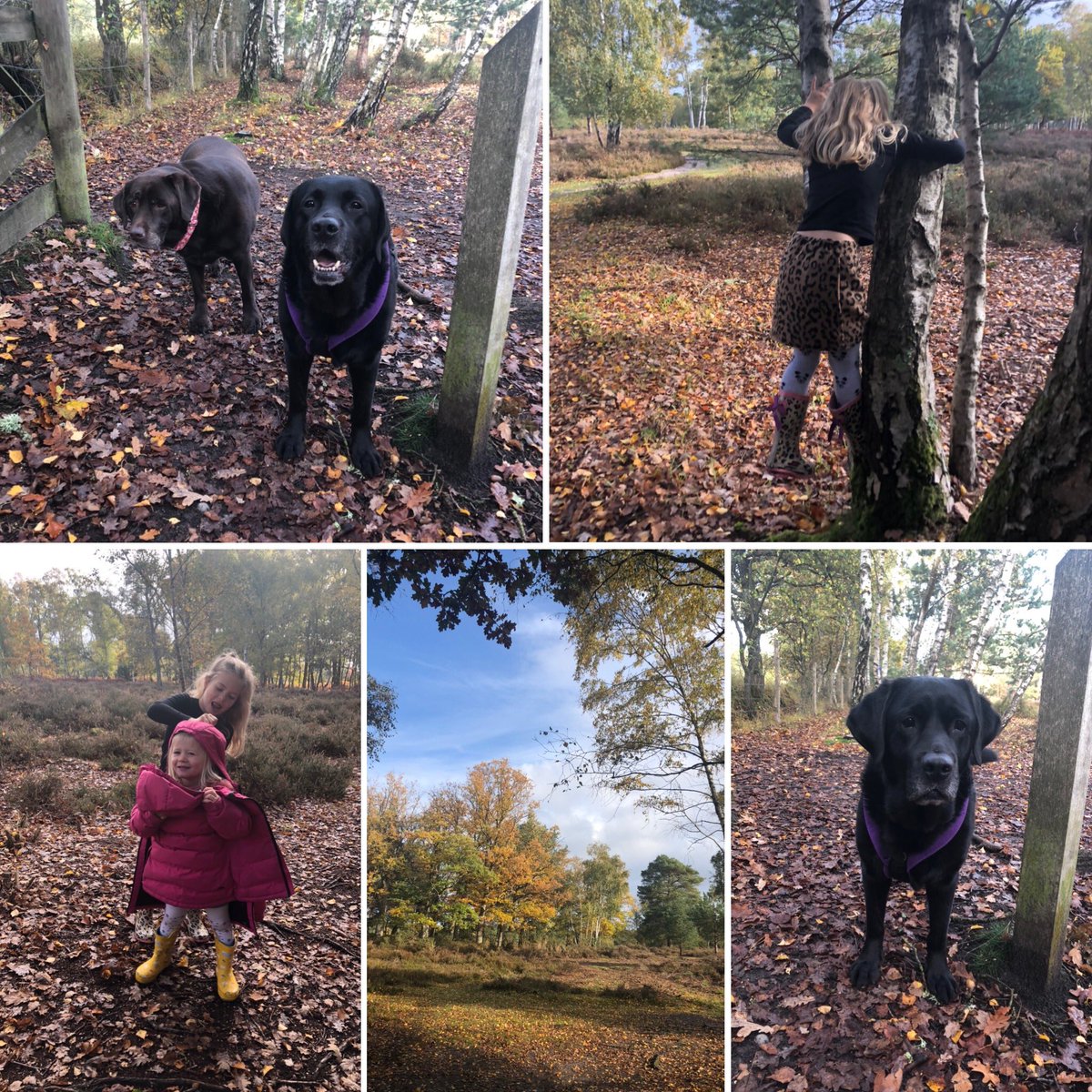 olive_blacklab's tweet photo. Autumn 🍂 walkies with @bellabrownlab and her hoosisters #halftermfun #turnedoutnice 🍁🍄 https://t.co/CVERLOmOUn