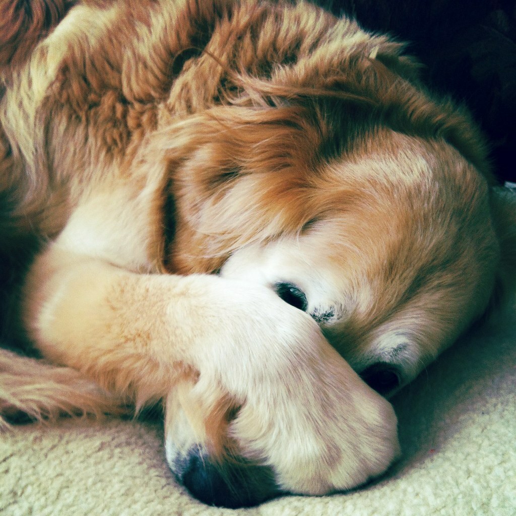 Hide and seek •*¨*•.¸¸•*¨*•.¸¸Photo credit: Jess Walters flic.kr/p/cefniA #rescuedog #doggylove