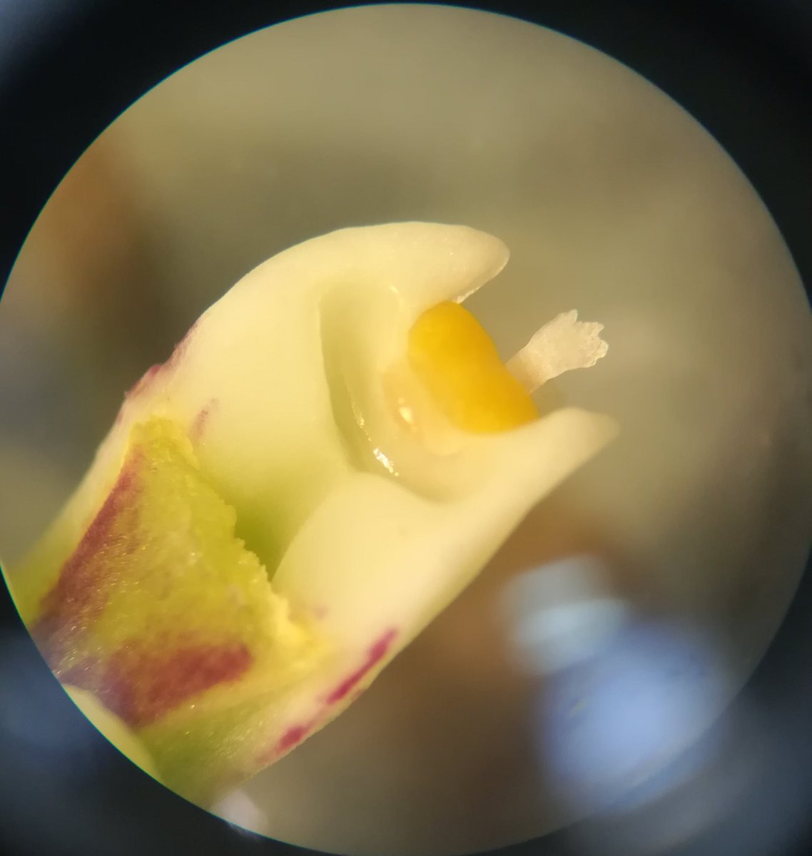 PlantLoverBoy's tweet photo. Cuyo nombre es #Lycaste #crinita.
Una innovación de las #orquídeas para efectuar la #polinización efectiva es tener el #polen empaquetado en #polinios, al estar el polen empaquetado en lugar de granos simples, hace más efectiva la #fecundación de los miles de #óvulos 💚🏵️. https://t.co/PLbOmrjawF